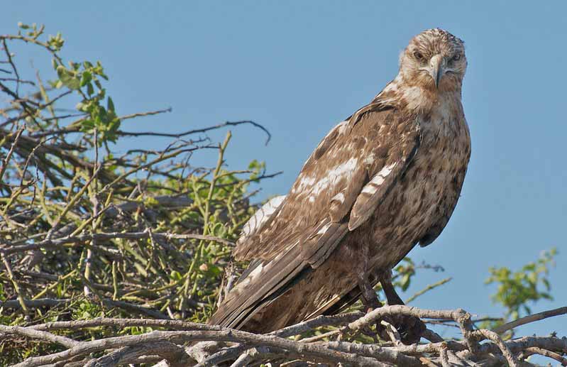 Galapagos hawk