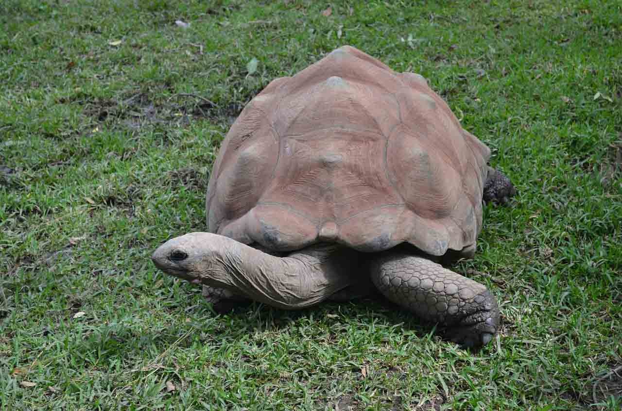 Galapagos tortoises