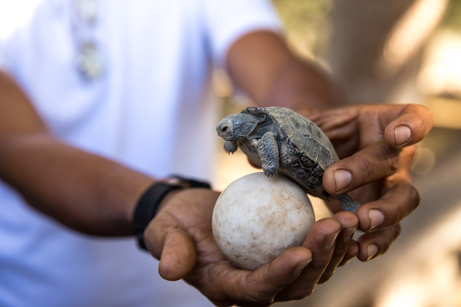 Filhote de tartaruga gigante | Ilhas Galápagos