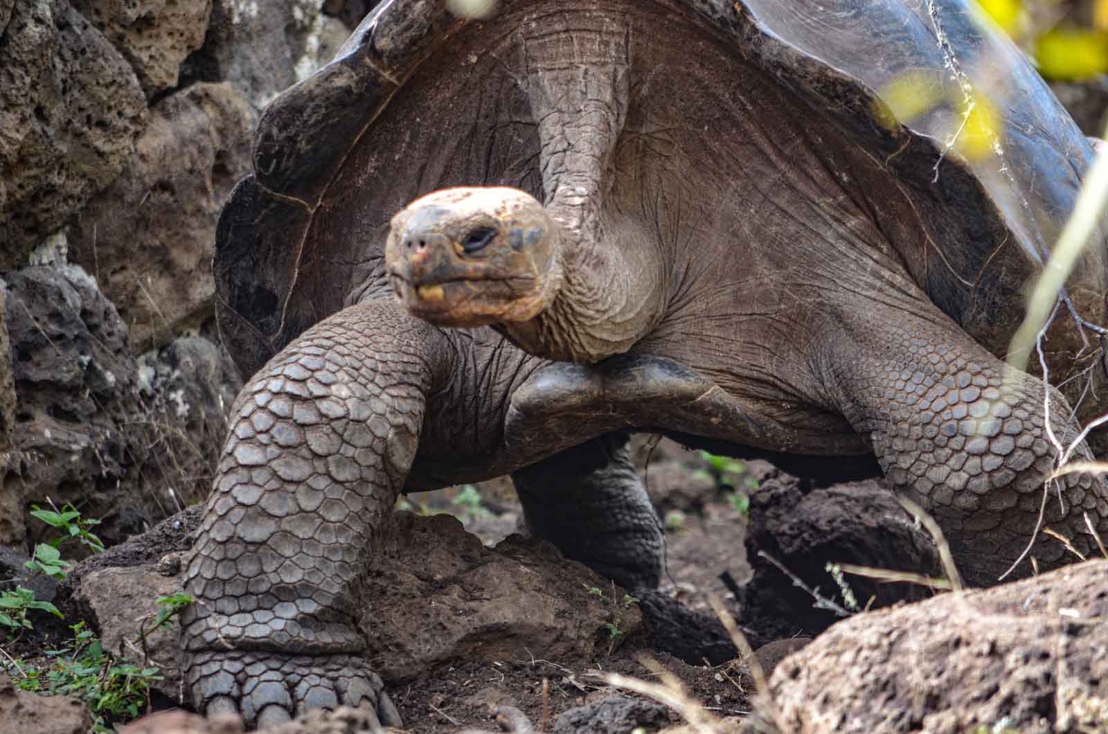 Giant tortoise | San Cristobal Island | Galapagos