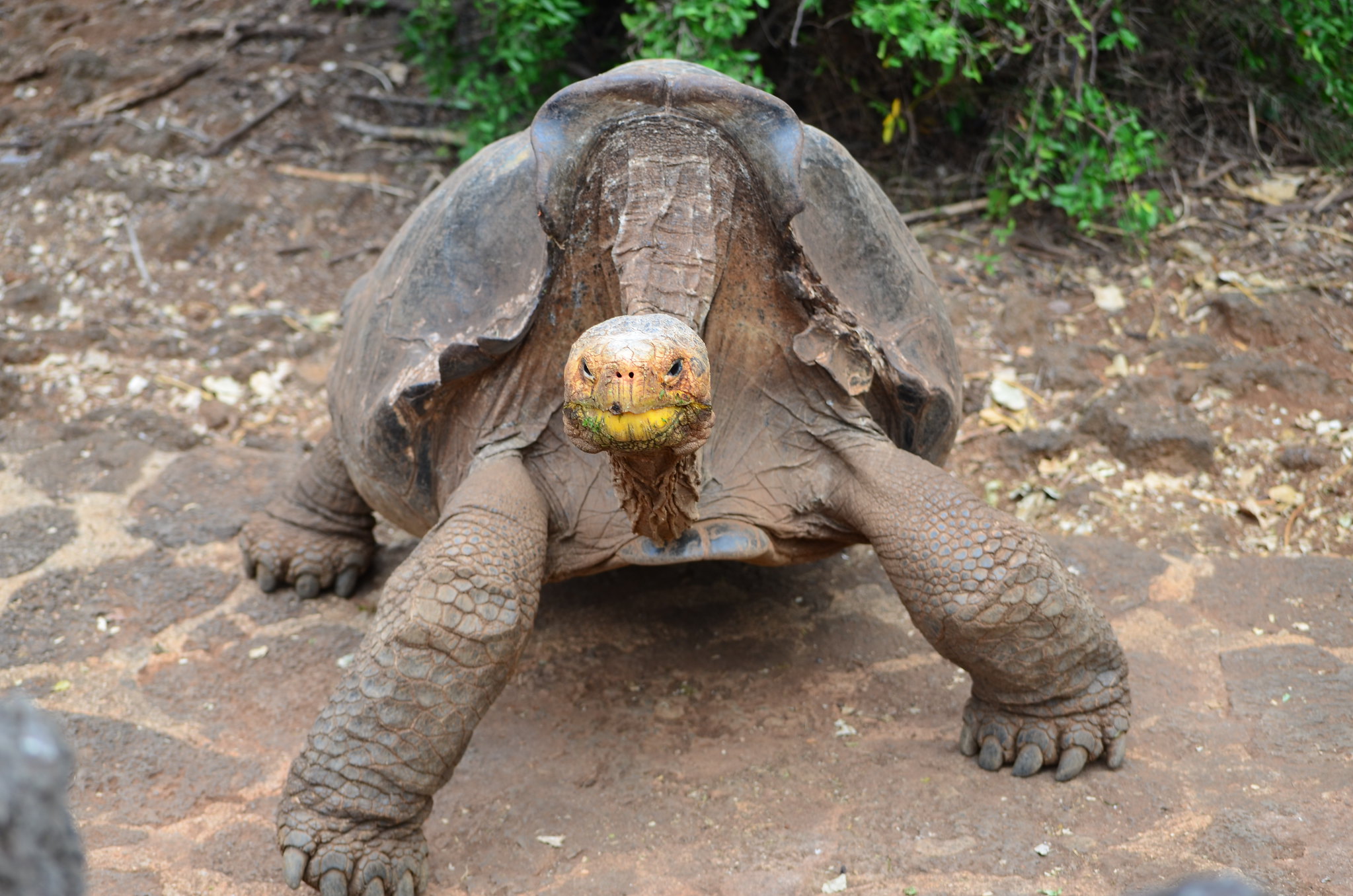 Galapagos Giant Tortoise