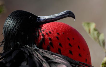 Frigatebirds | Seymour Island