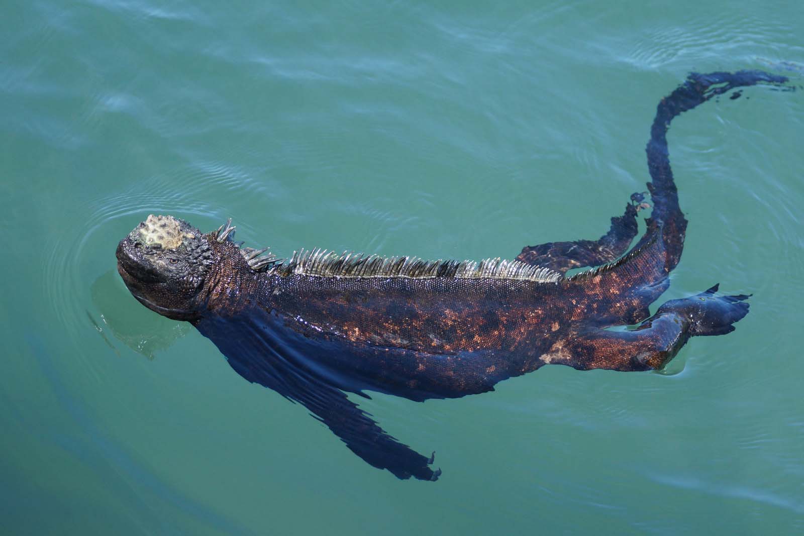 Iguana Marina Galápagos Nadando