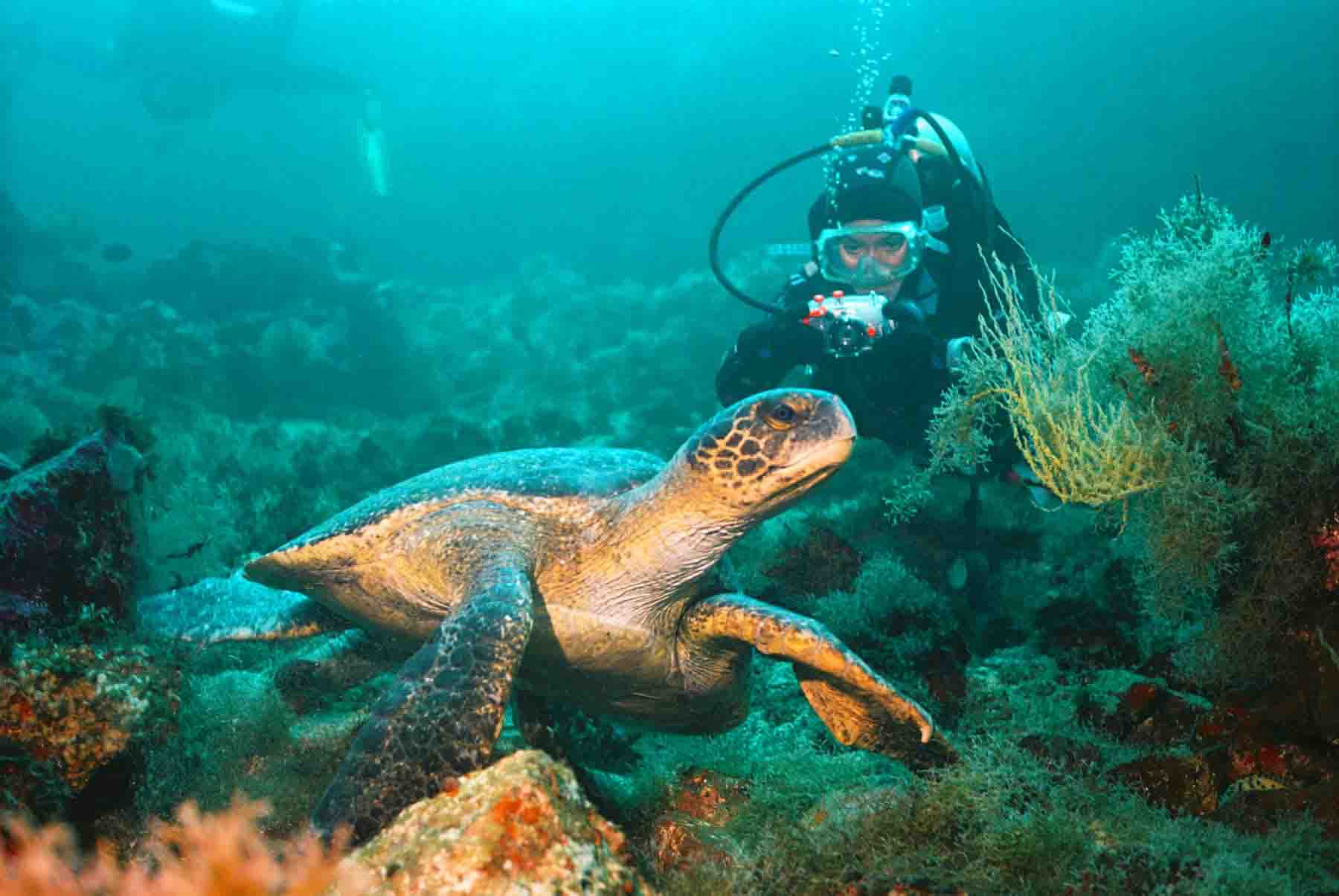 Galapagos sea turtle