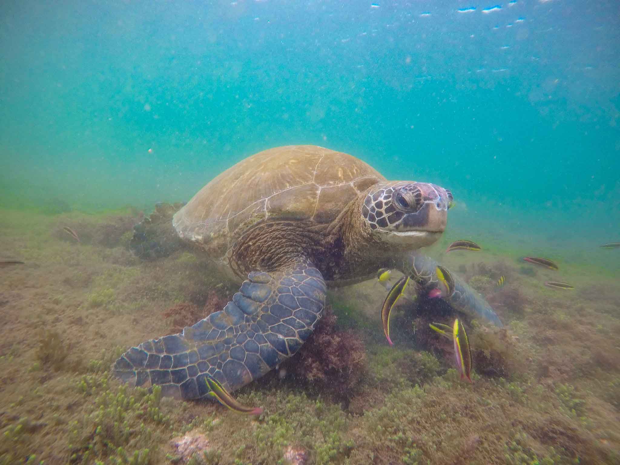 Green sea turtle | Galapagos
