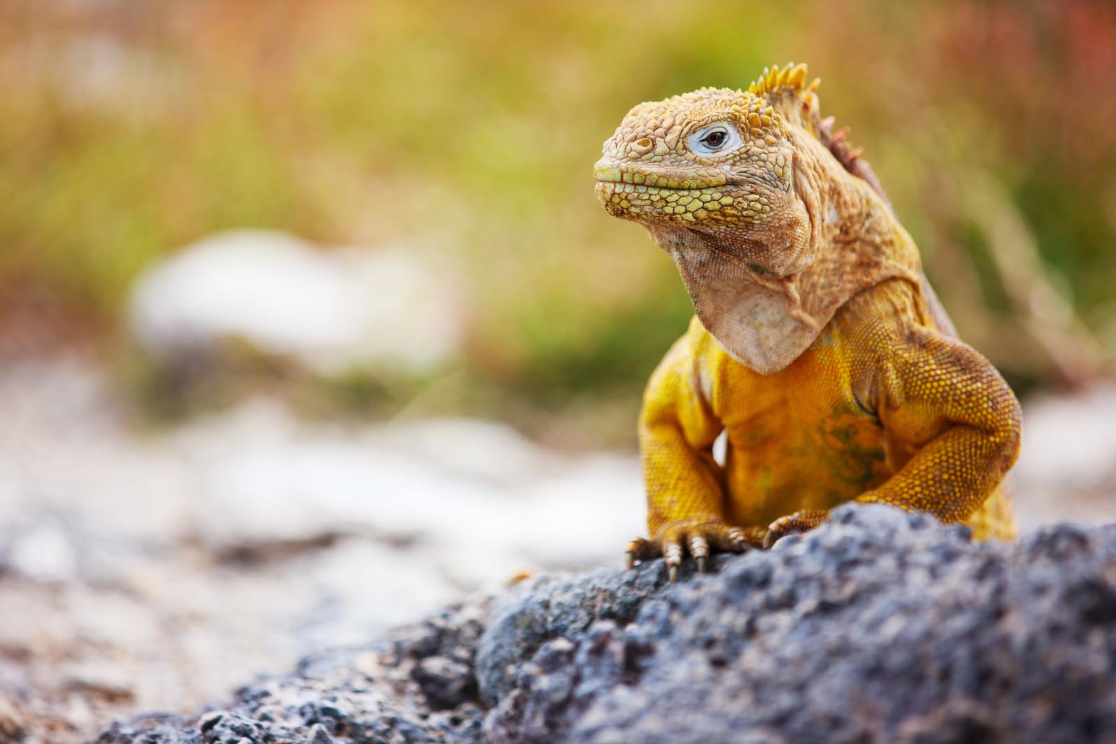 Galapagos Land Iguana | Galapagos Islands