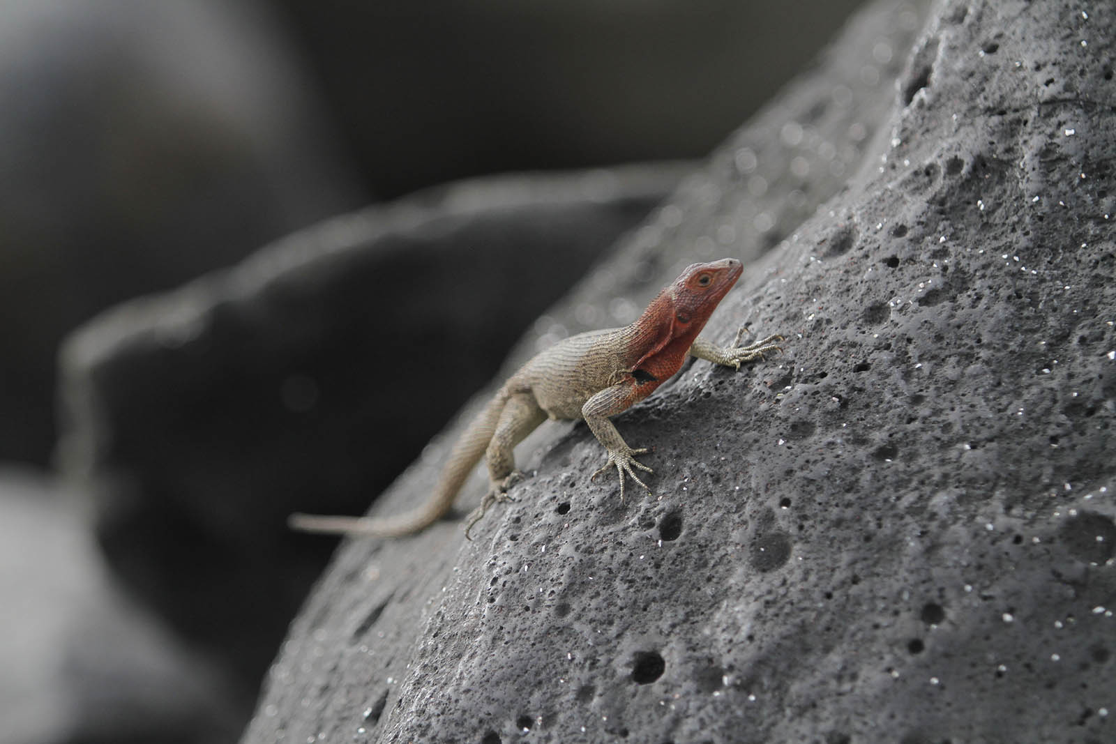 Lagarto de lava Galápagos