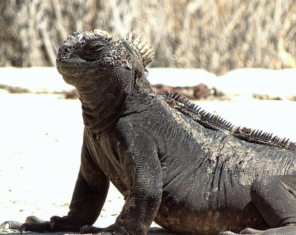 Iguana | Ilha do Chapéu Chinês | Ilhas Galápagos
