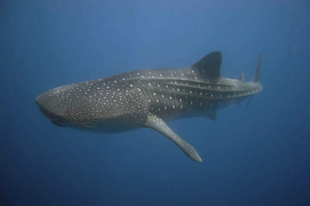 Majestic whale shark | Galápagos Marine Reserve 