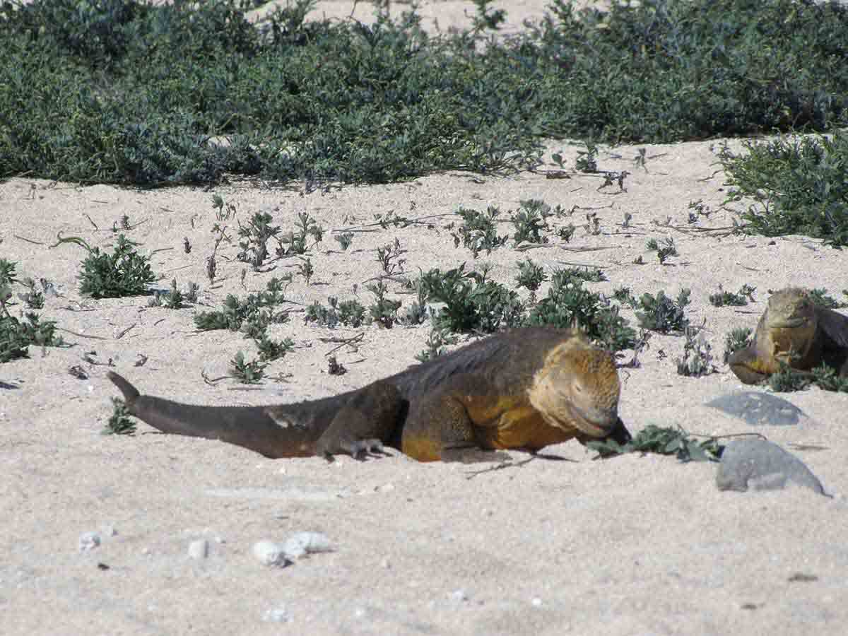 Iguana Marina | Ilhas Galápagos