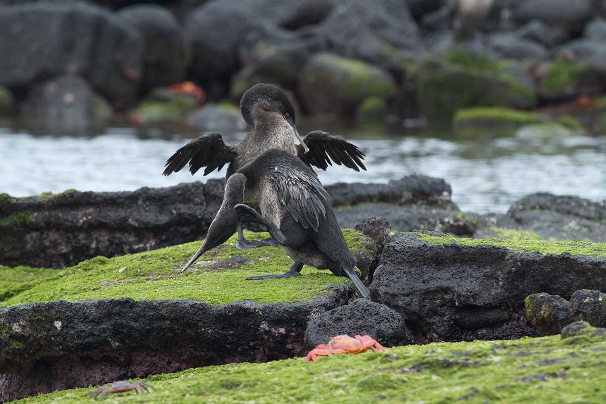 Cormorant | Galapagos