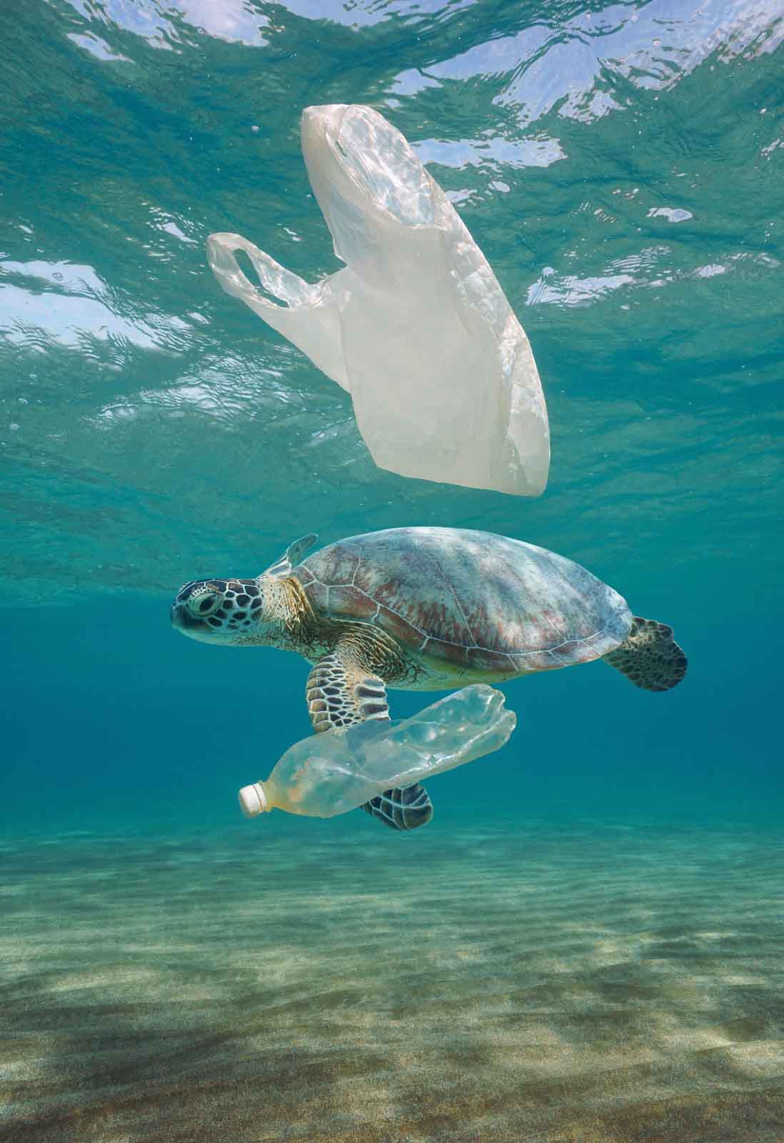 Plastic pollution | Galapagos