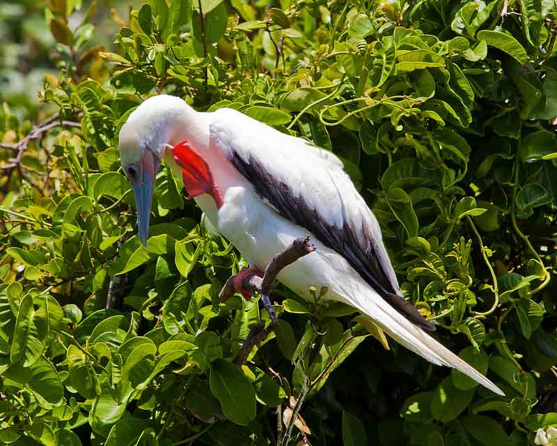 Red footed boobies | Galapagos