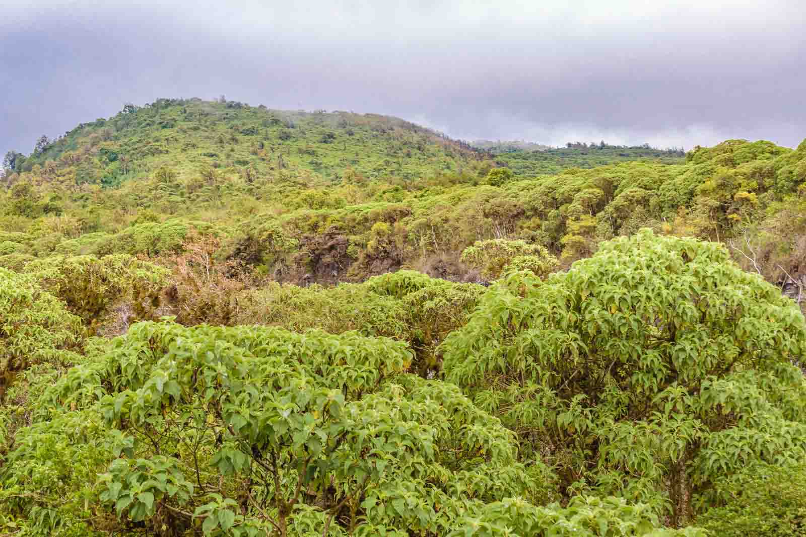 Zona de Scalesia | Ilhas Galápagos