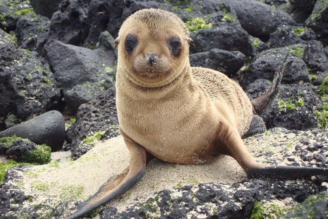 Sea Lion - Galapagos