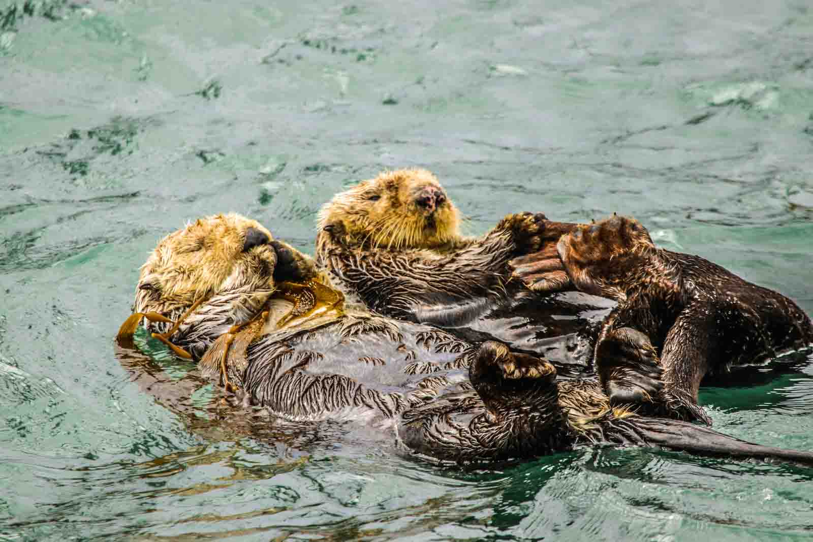 Sea otters