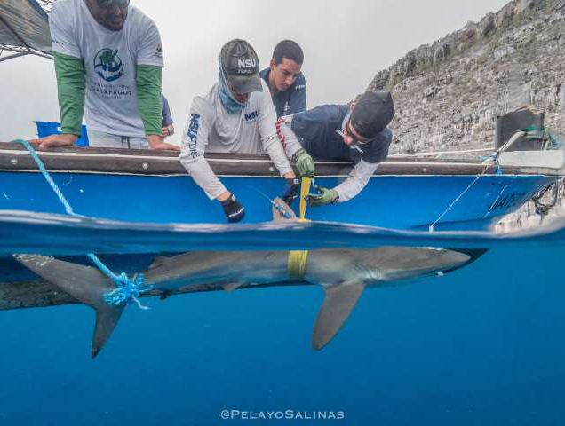 Researchers attach satellite tag to silky shark fin to track its movements | Galapagos Islands