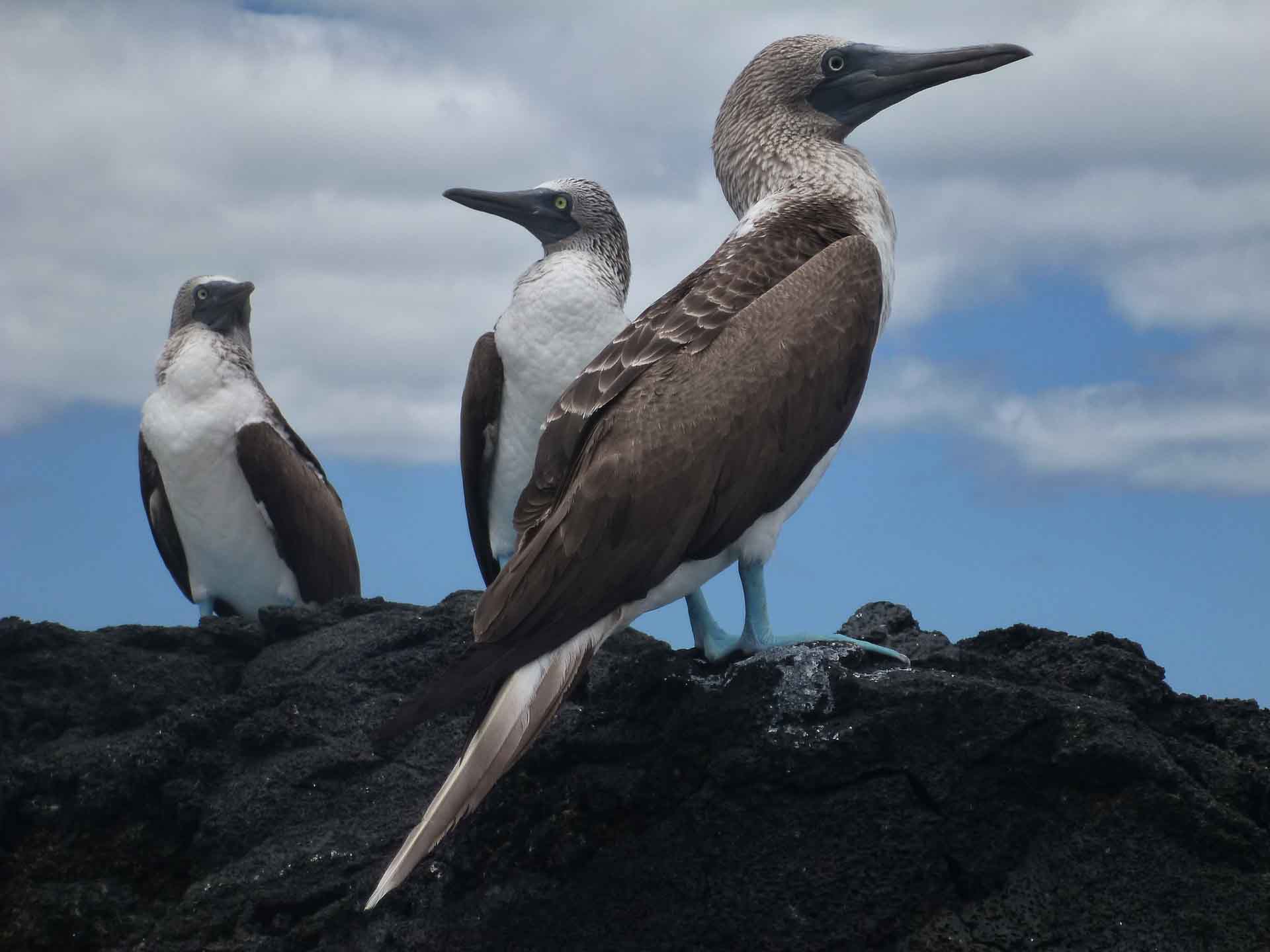 Galapagos blue footed