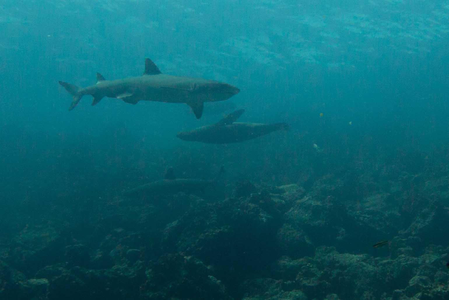 Galapagos Sharks