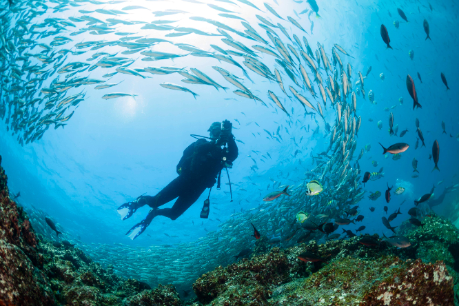 Galapagos diving