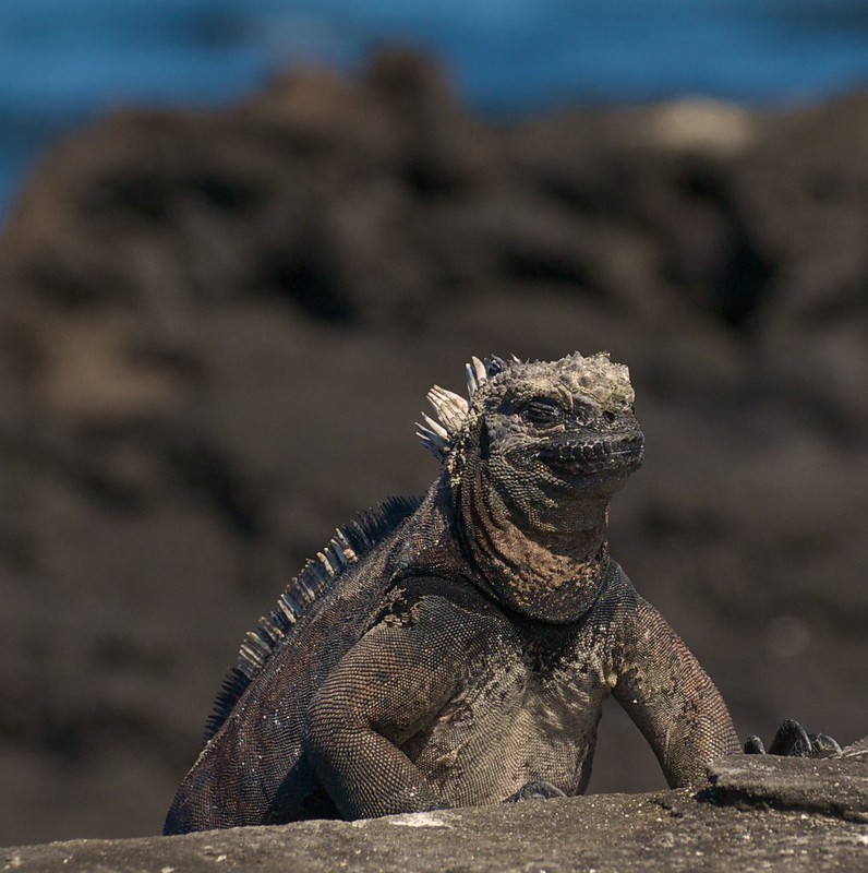 Galapagos marine iguana 