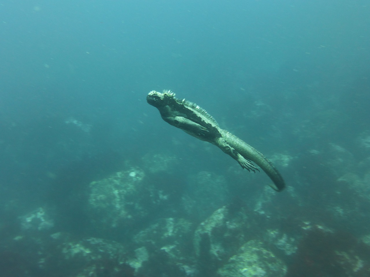 Galapagos Marine Iguana