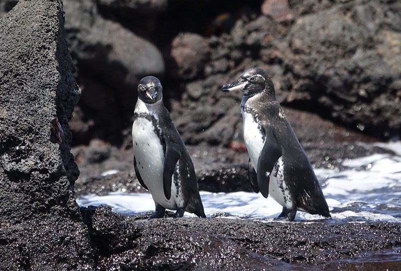 Galapagos penguins