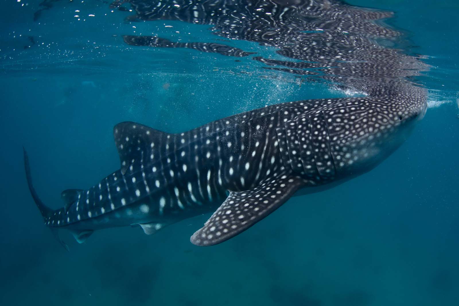 Tiburón ballena Parque Nacional Galápagos