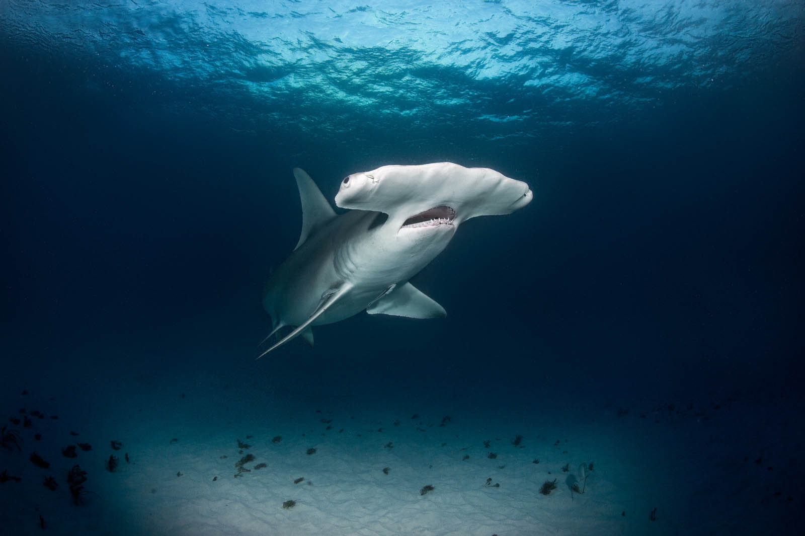 Tiburones martillo Galápagos