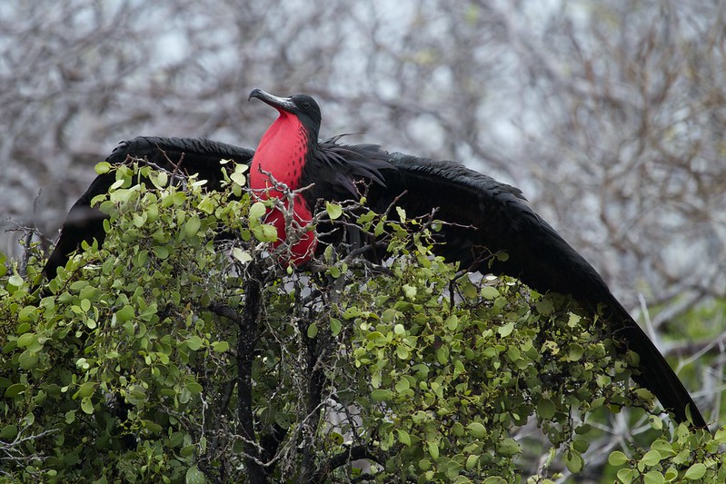 Galapagos Frigatebird