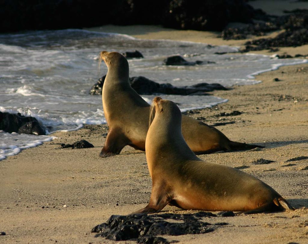 Lobos-marinhos das Galápagos | Ilha Marchena | Ilhas Galápagos