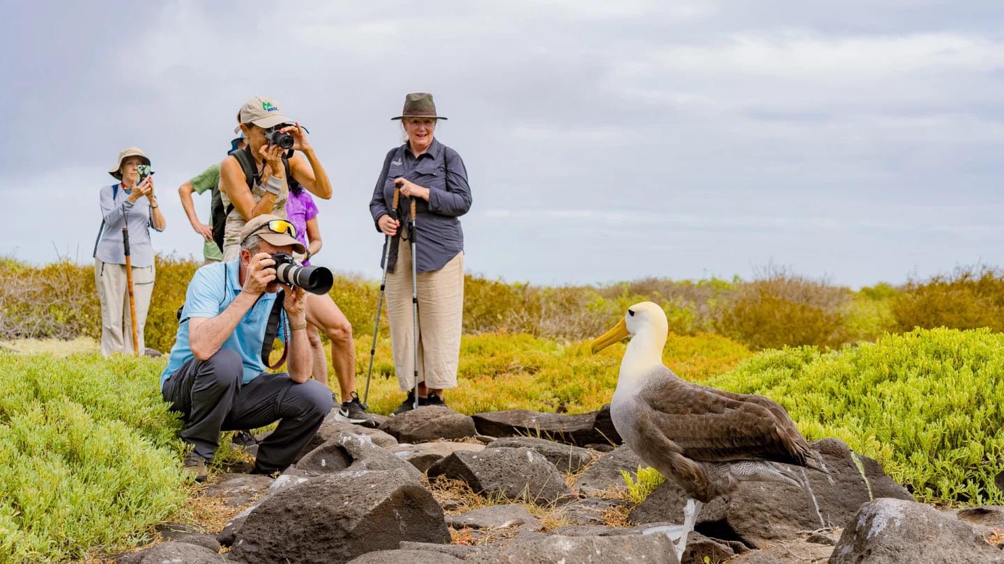 Waved Albatross | Galapagos Islands | South America