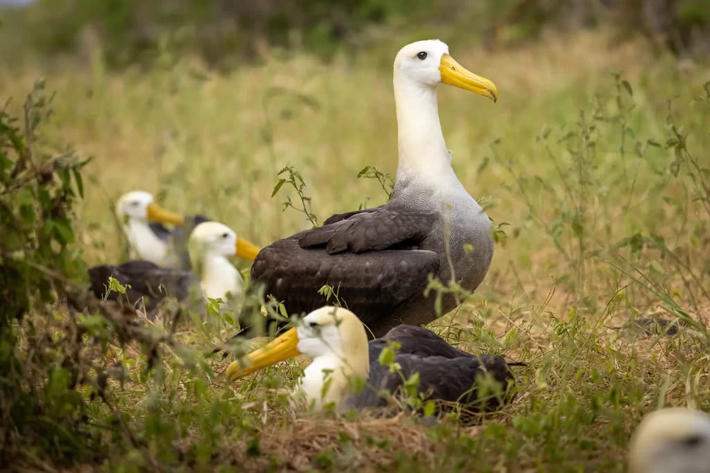 A group of waved albatrosses | Española Island | Galapagos