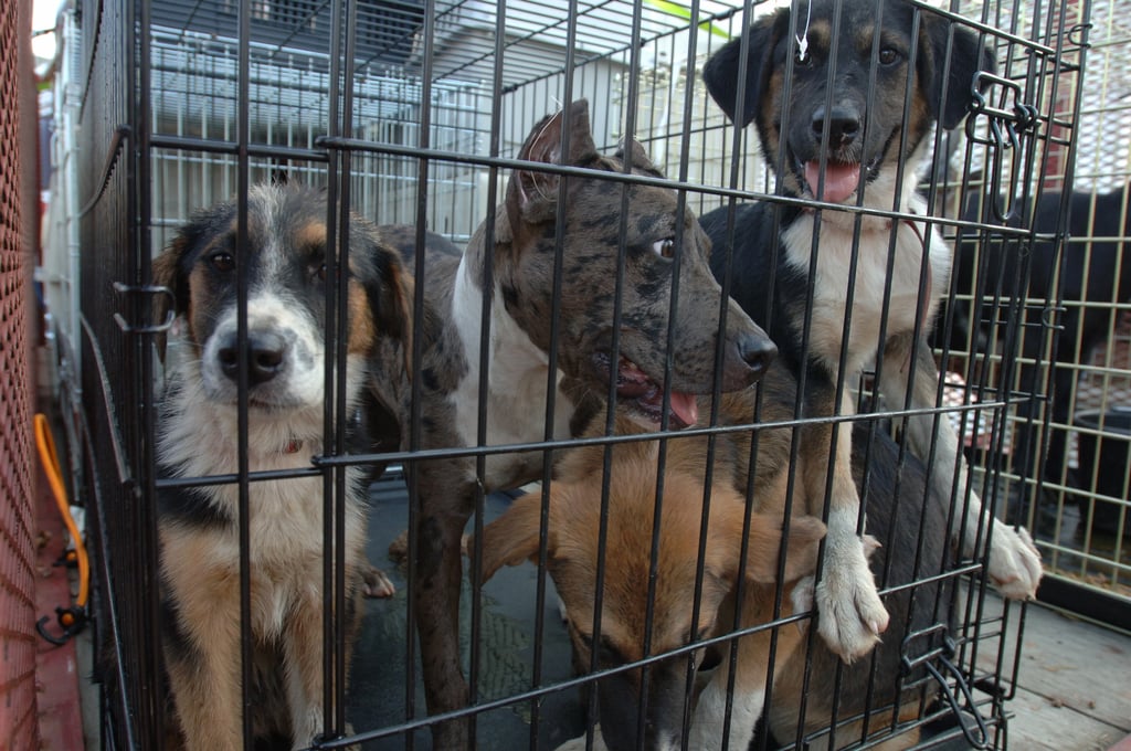 The Pets of Katrina: Remembering the Animals Left Behind