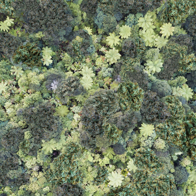 Trees cover art