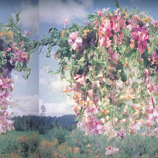 Laying In a Field cover art