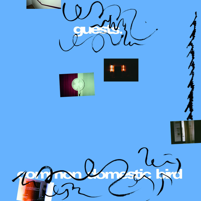 Common Domestic Bird cover art