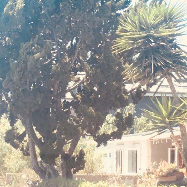 Venice Bitch cover art