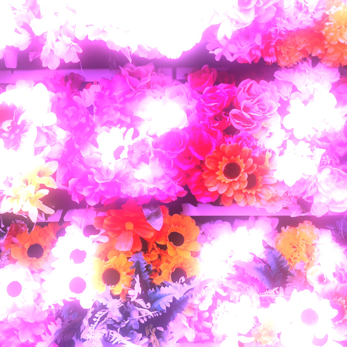 flowers for her cover art
