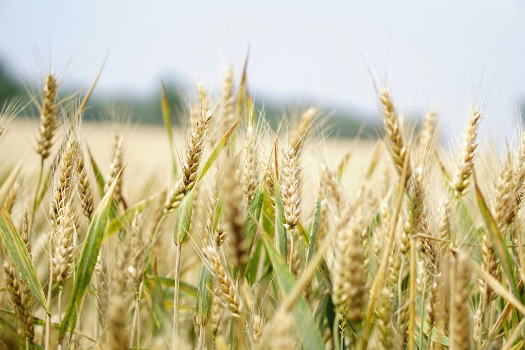 Agriculture: The Birth of Diet and Cuisine as We Know It Today