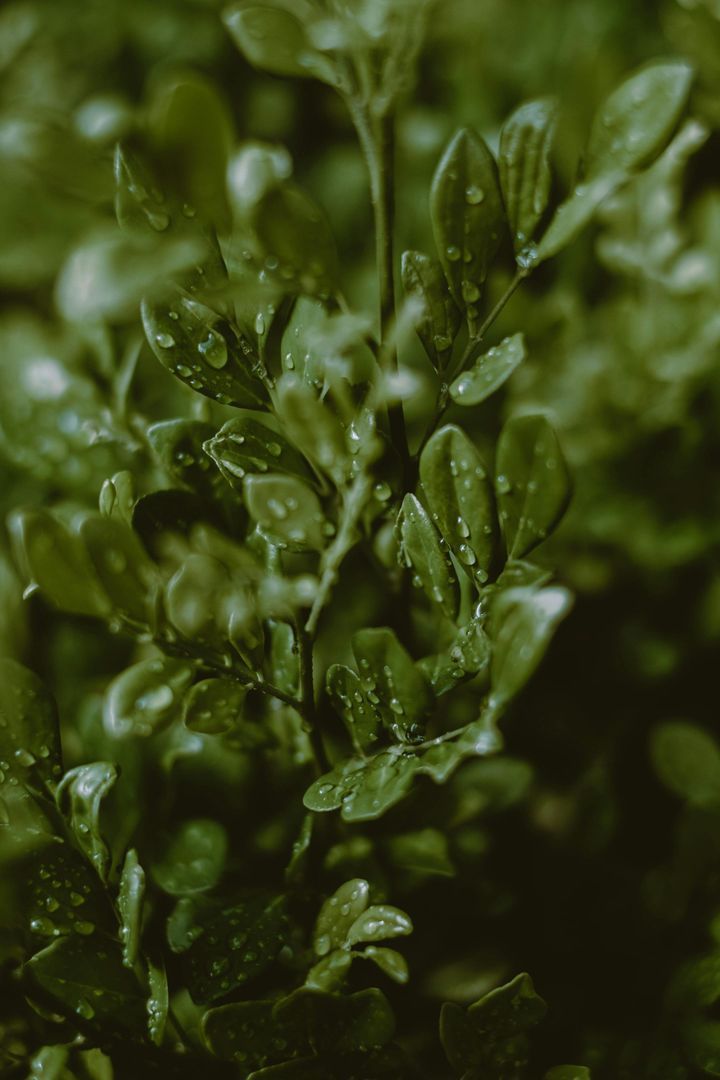 Curry: not just a spice, but a magical plant with a thousand surprises