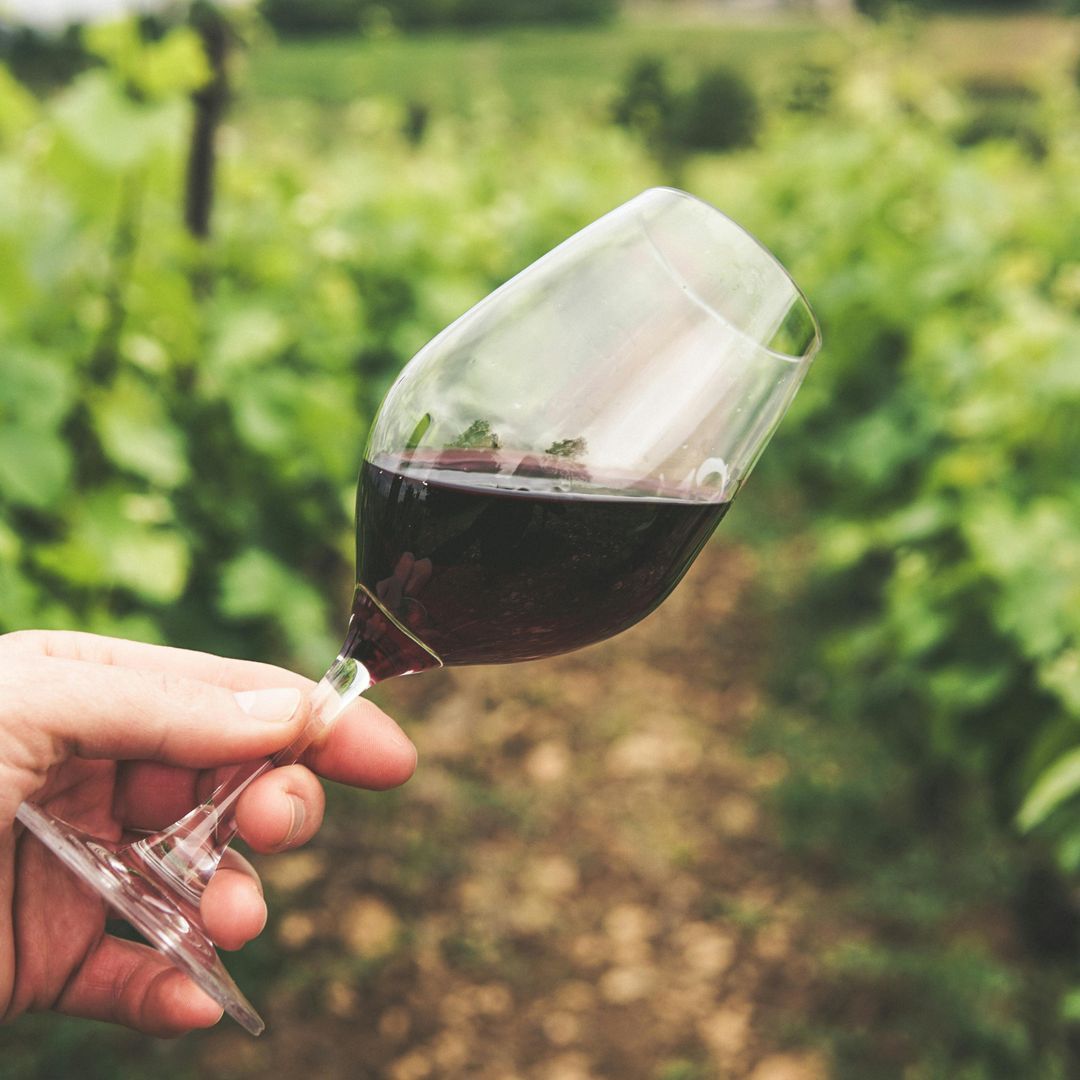 Il Vino in Lattina: Un Boom Frizzante che Sta Rivoluzionando il Mondo Enologico