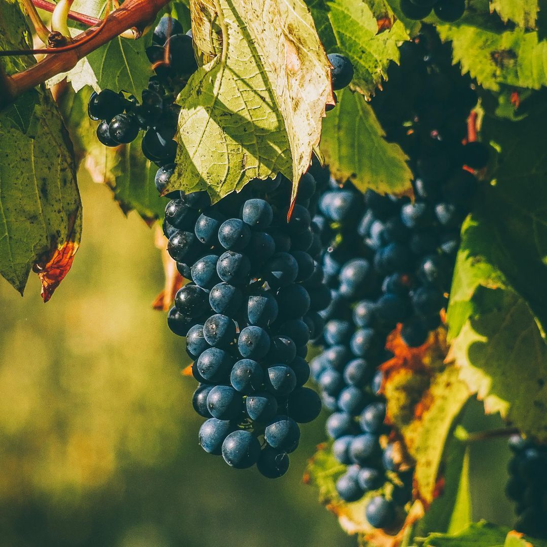 Il Fascino dei Vini Vintage: Un Viaggio nel Tempo attraverso i Calici