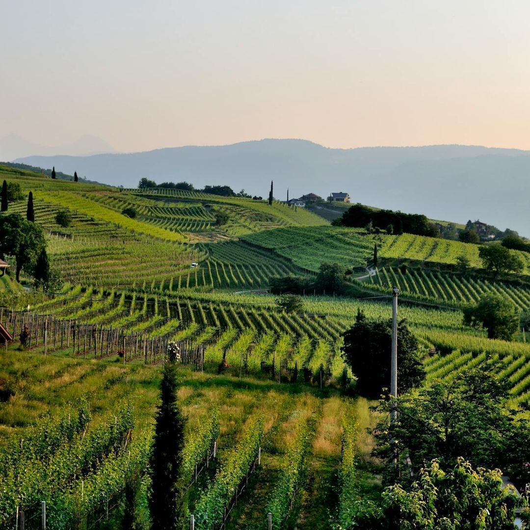 Perché scegliere un vino naturale o biodinamico?