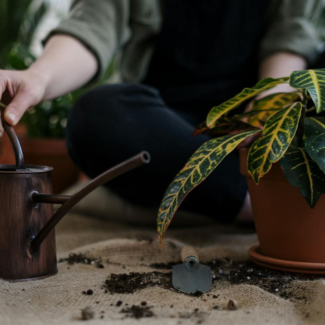Piante per Principianti: Una Guida per Chi Vuole Portare Verde nella Propria Vita