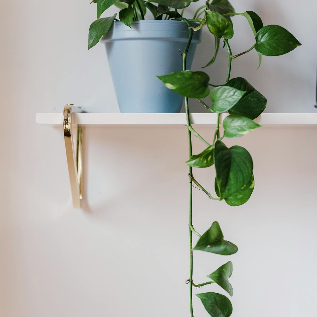 Pothos