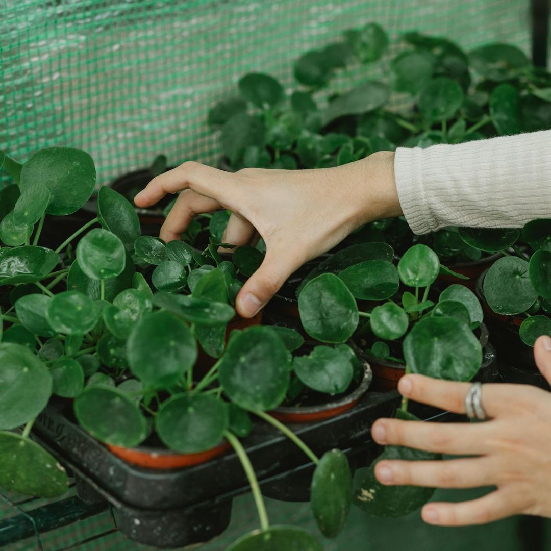 Come prendersi cura delle piante senza stress