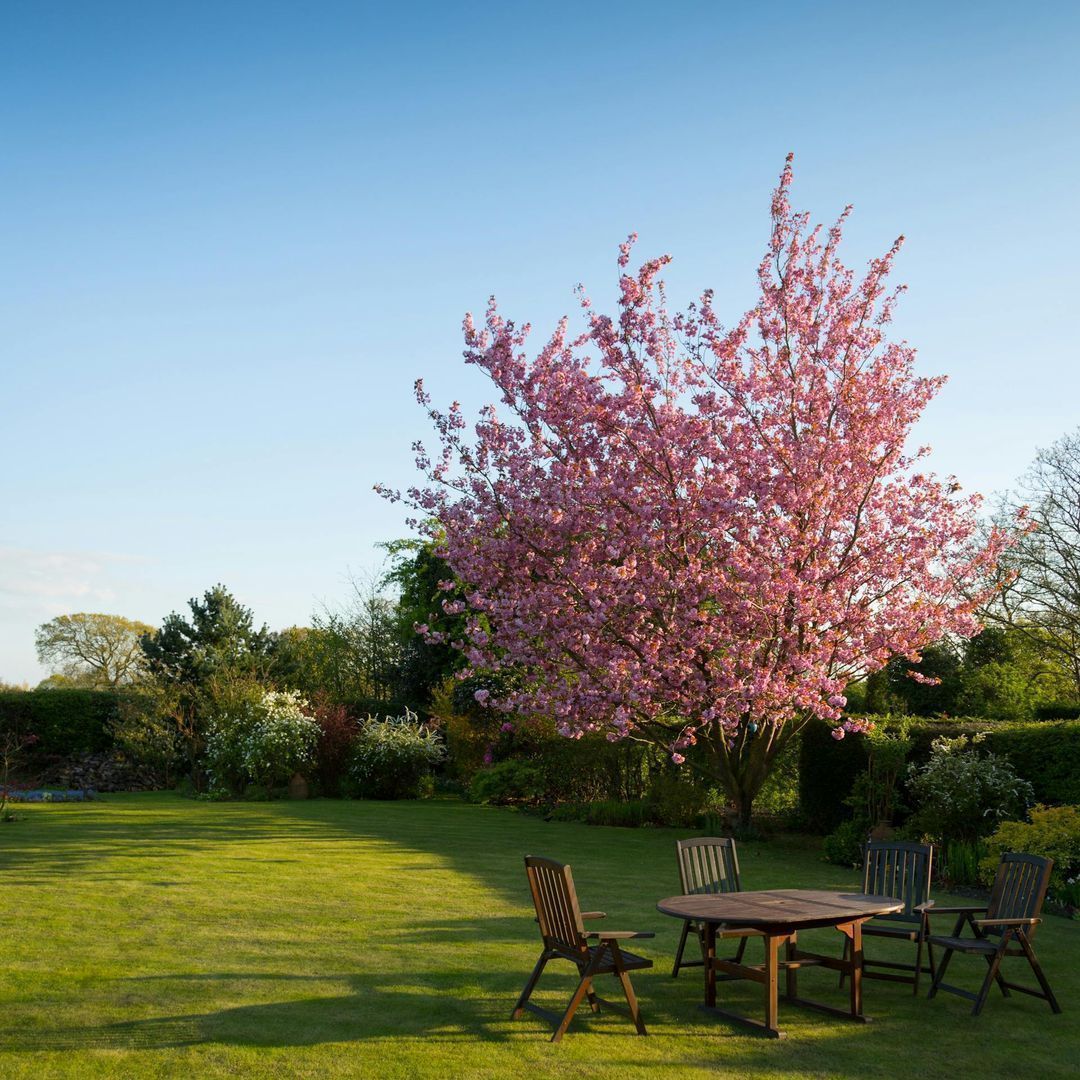 Therapeutic Gardens: The Healing Power of Nature at Your Fingertips