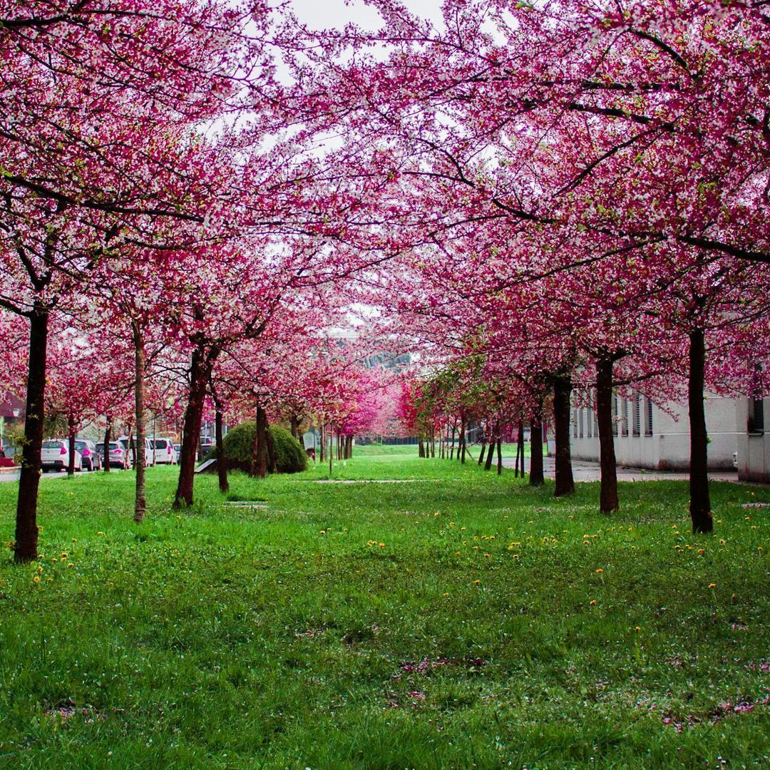 Who can benefit from healing gardens?