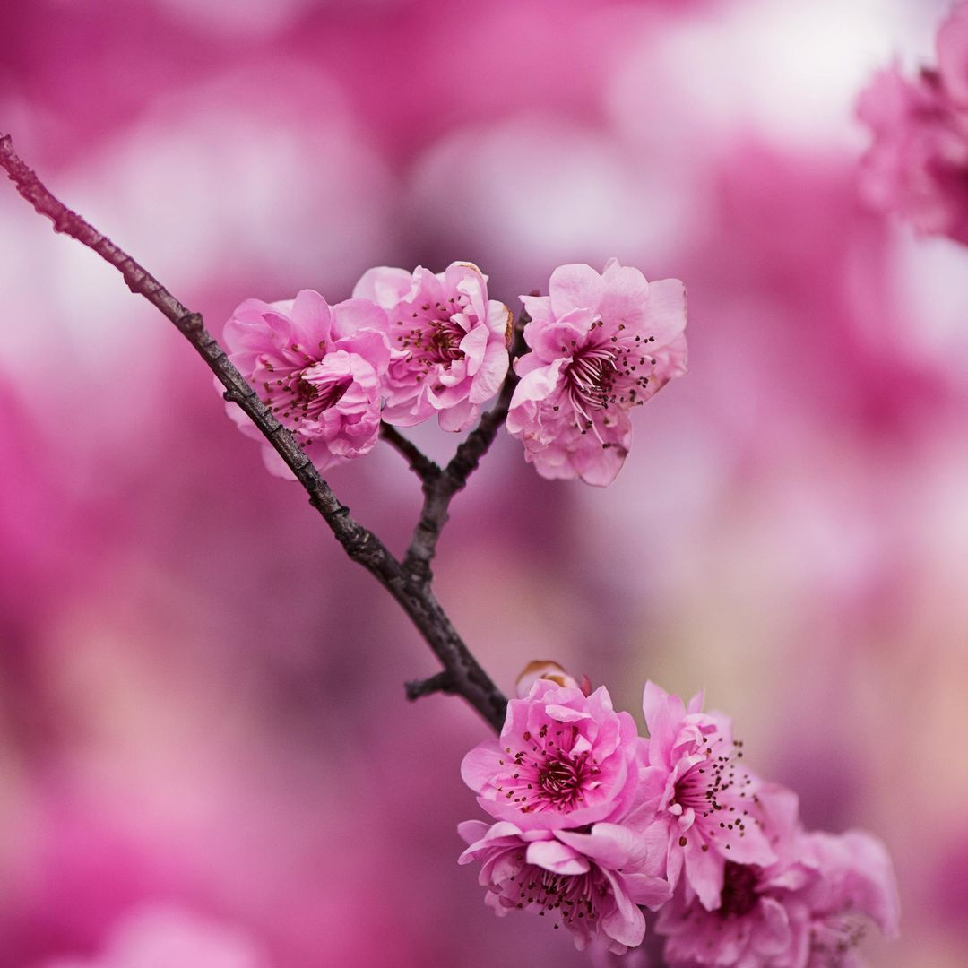 How to create a therapeutic garden at home